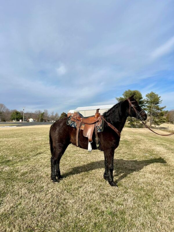 Blackjack - Image 6